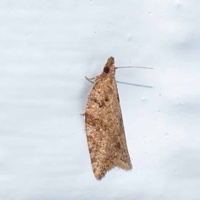 Merophyas divulsana (Lucerne Leafroller) at Turner, ACT - 26 Dec 2023 by ConBoekel