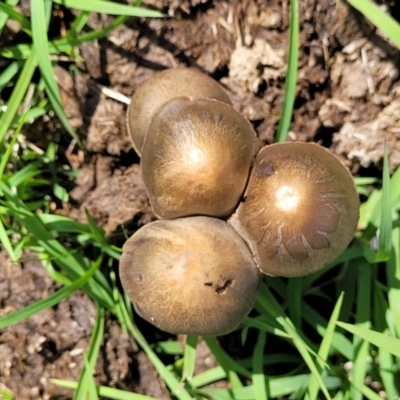 Panaeolus sp. (Panaeolus) at Molonglo River Reserve - 27 Dec 2023 by trevorpreston