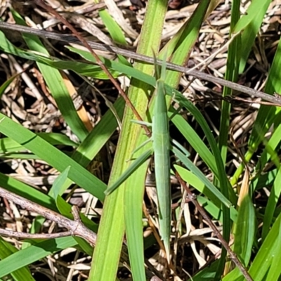 Acrida conica (Giant green slantface) at Molonglo River Reserve - 27 Dec 2023 by trevorpreston