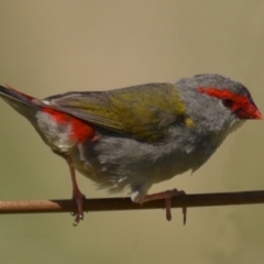 Neochmia temporalis (Red-browed Finch) at Baw Baw, NSW - 23 Dec 2023 by LindaMace