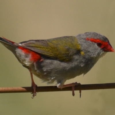 Neochmia temporalis (Red-browed Finch) at Baw Baw, NSW - 23 Dec 2023 by LindaMace