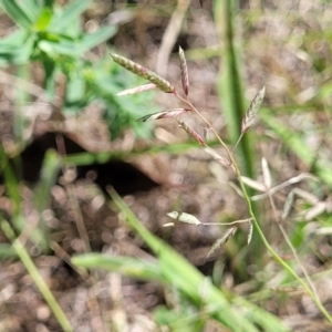 Eragrostis brownii at Molonglo River Reserve - 27 Dec 2023