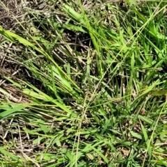 Eragrostis brownii at Molonglo River Reserve - 27 Dec 2023