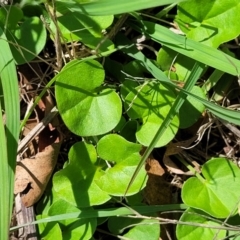 Dichondra repens (Kidney Weed) at Kama - 27 Dec 2023 by trevorpreston