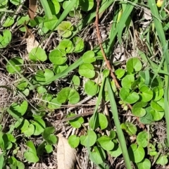 Dichondra repens at Kama - 27 Dec 2023