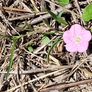 Convolvulus angustissimus subsp. angustissimus at Molonglo River Reserve - 27 Dec 2023