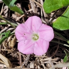 Convolvulus angustissimus subsp. angustissimus at Molonglo River Reserve - 27 Dec 2023