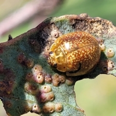 Paropsisterna cloelia (Eucalyptus variegated beetle) at Kama - 27 Dec 2023 by trevorpreston