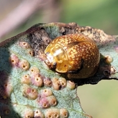 Paropsisterna cloelia at Kama - 27 Dec 2023 11:11 AM