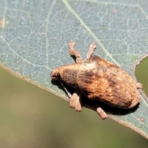 Gonipterus scutellatus at Molonglo River Reserve - 27 Dec 2023