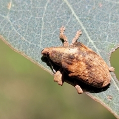 Gonipterus scutellatus at Molonglo River Reserve - 27 Dec 2023