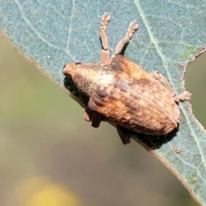 Gonipterus scutellatus at Molonglo River Reserve - 27 Dec 2023