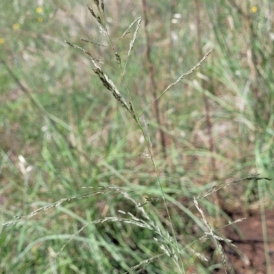 Eragrostis curvula (African Lovegrass) at Molonglo River Reserve - 27 Dec 2023 by trevorpreston