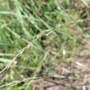 Eragrostis curvula at Kama - 27 Dec 2023