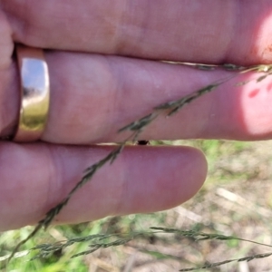 Eragrostis curvula at Kama - 27 Dec 2023