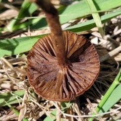 Protostropharia semiglobata (Dung Roundhead) at Whitlam, ACT - 27 Dec 2023 by trevorpreston