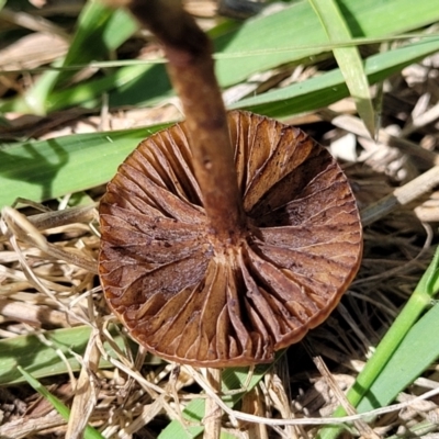 Protostropharia semiglobata (Dung Roundhead) at Molonglo River Reserve - 27 Dec 2023 by trevorpreston