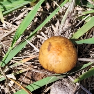 Protostropharia semiglobata at Molonglo River Reserve - 27 Dec 2023