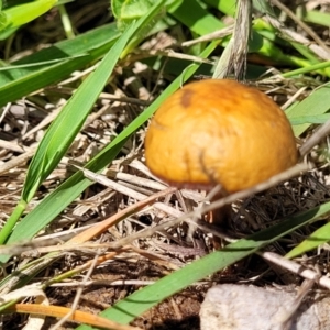 Protostropharia semiglobata at Molonglo River Reserve - 27 Dec 2023