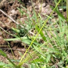 Lachnagrostis filiformis (Blown Grass) at Molonglo River Reserve - 27 Dec 2023 by trevorpreston