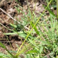 Lachnagrostis filiformis (Blown Grass) at Whitlam, ACT - 27 Dec 2023 by trevorpreston