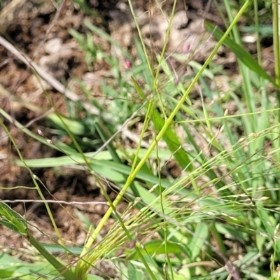 Lachnagrostis filiformis (Blown Grass) at Kama - 27 Dec 2023 by trevorpreston