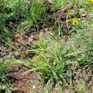 Lachnagrostis filiformis at Molonglo River Reserve - 27 Dec 2023