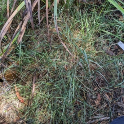Agrostis capillaris (Brown Top Bent Grass) at Hackett, ACT - 27 Dec 2023 by WalterEgo