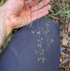 Agrostis capillaris at Hackett, ACT - 27 Dec 2023 11:13 AM