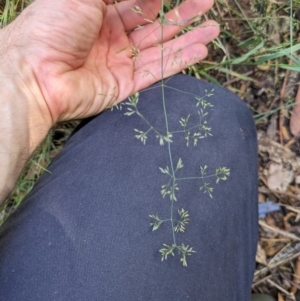 Agrostis capillaris at Hackett, ACT - 27 Dec 2023