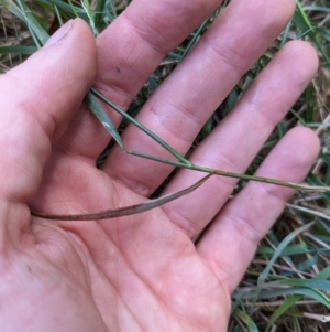 Agrostis capillaris at Hackett, ACT - 27 Dec 2023 11:13 AM