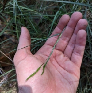 Agrostis capillaris at Hackett, ACT - 27 Dec 2023 11:13 AM