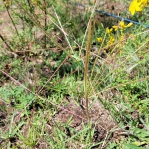 Chloris truncata at Molonglo River Reserve - 27 Dec 2023 11:04 AM