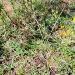 Chloris truncata at Molonglo River Reserve - 27 Dec 2023 11:04 AM