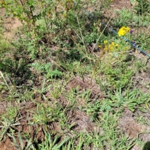 Chloris truncata at Molonglo River Reserve - 27 Dec 2023