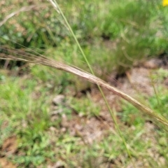 Dichelachne sp. (Plume Grasses) at Molonglo River Reserve - 27 Dec 2023 by trevorpreston