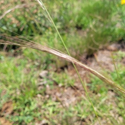 Dichelachne (genus) (Plume Grasses) at Molonglo River Reserve - 27 Dec 2023 by trevorpreston