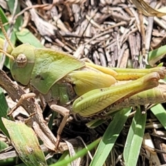 Gastrimargus musicus (Yellow-winged Locust or Grasshopper) at Molonglo River Reserve - 27 Dec 2023 by trevorpreston