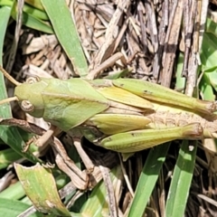 Gastrimargus musicus at Molonglo River Reserve - 27 Dec 2023 11:01 AM