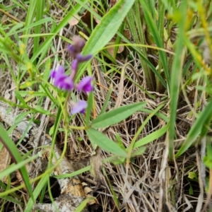 Glycine tabacina at Symonston, ACT - 27 Dec 2023 02:17 PM