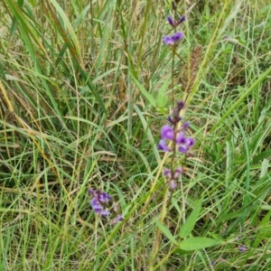 Glycine tabacina at Symonston, ACT - 27 Dec 2023 02:17 PM