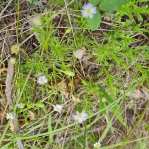 Vittadinia muelleri at Symonston, ACT - 27 Dec 2023