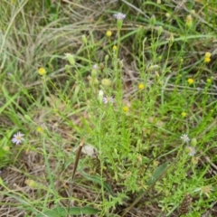 Vittadinia cuneata var. cuneata (Fuzzy New Holland Daisy) at GG138 - 27 Dec 2023 by Mike