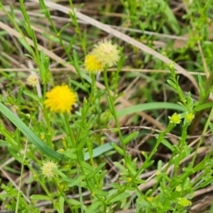 Calotis lappulacea (Yellow Burr Daisy) at Symonston, ACT - 27 Dec 2023 by Mike