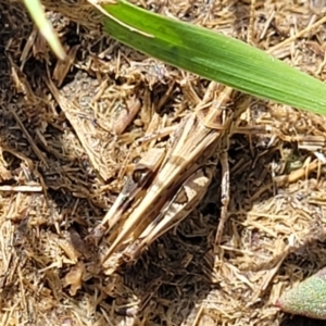 Austroicetes sp. (genus) at Molonglo River Reserve - 27 Dec 2023