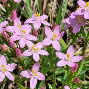 Centaurium erythraea at Kama - 27 Dec 2023