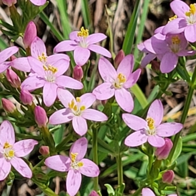 Centaurium erythraea (Common Centaury) at Molonglo River Reserve - 26 Dec 2023 by trevorpreston