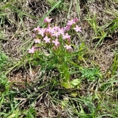 Centaurium erythraea at Kama - 27 Dec 2023 10:59 AM