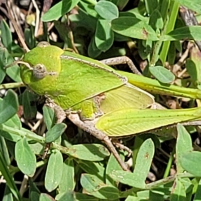 Gastrimargus musicus (Yellow-winged Locust or Grasshopper) at Kama - 27 Dec 2023 by trevorpreston