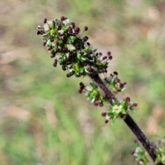 Acaena sp. (A Sheep's Burr) at Whitlam, ACT - 26 Dec 2023 by trevorpreston